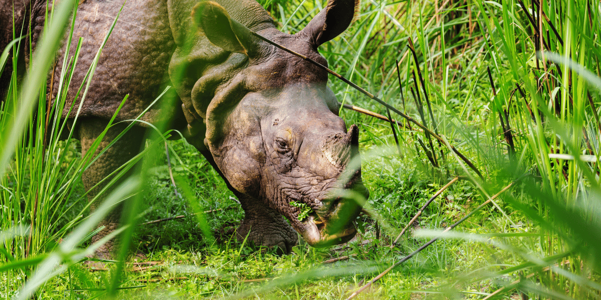 One-Horned Rhino